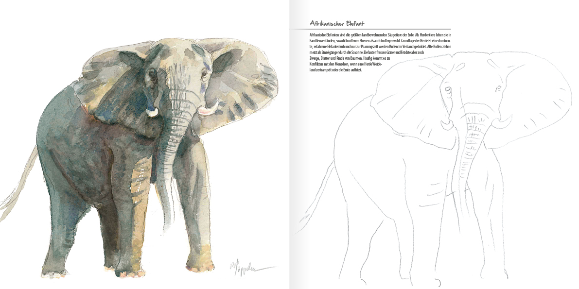 Afrikas faszinierende Tierwelt