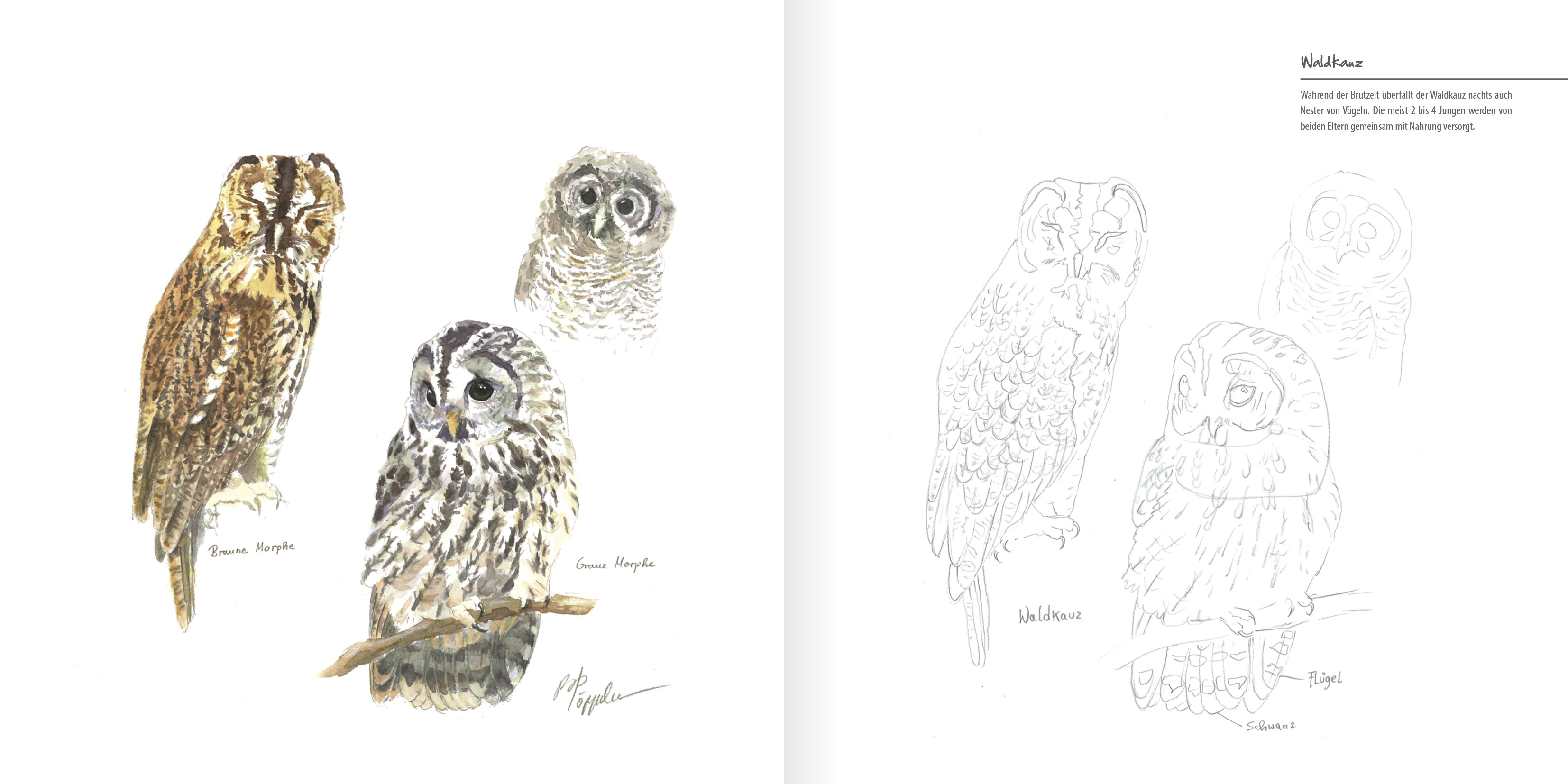 Große und kleine Eulen