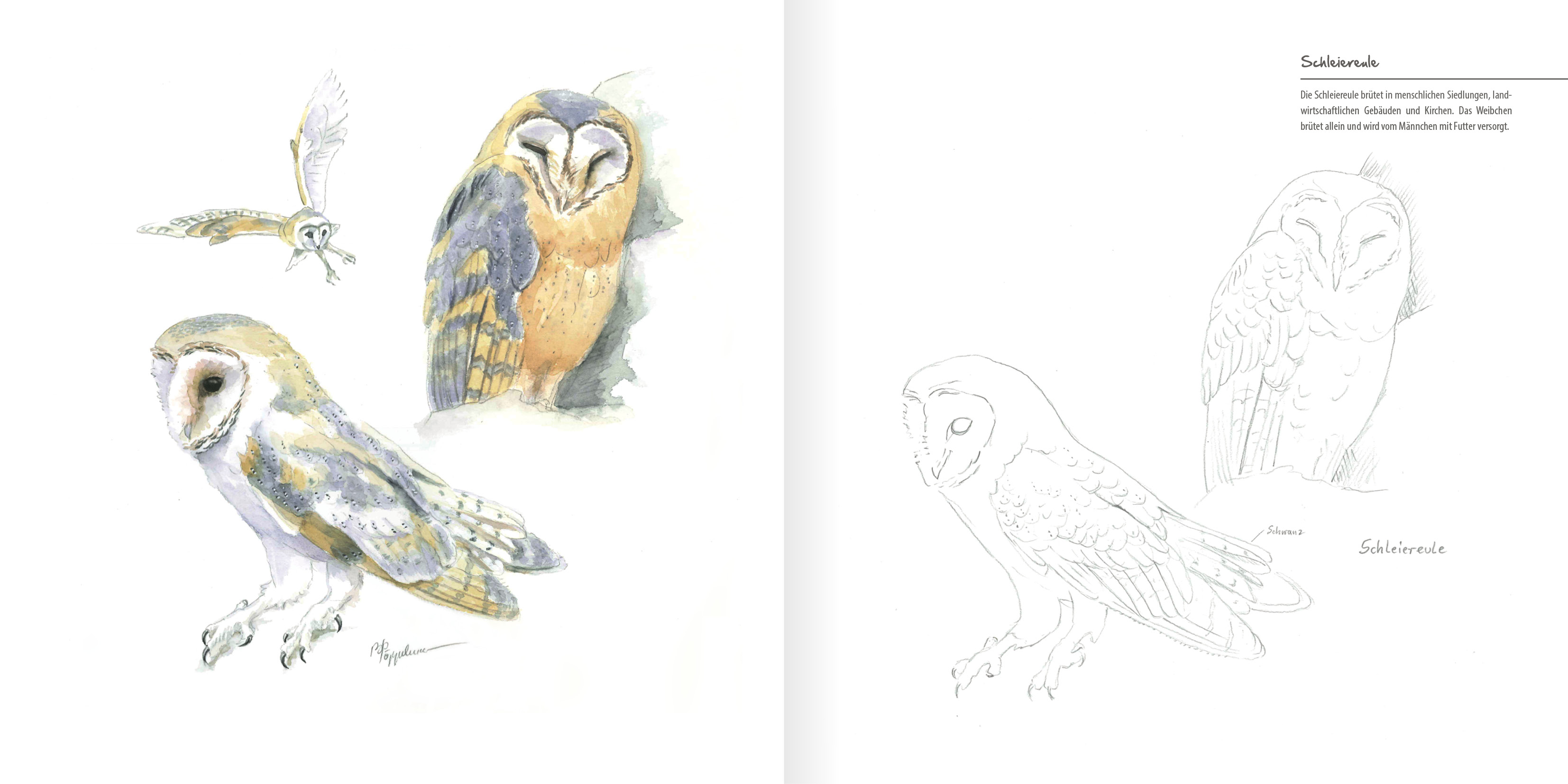 Große und kleine Eulen