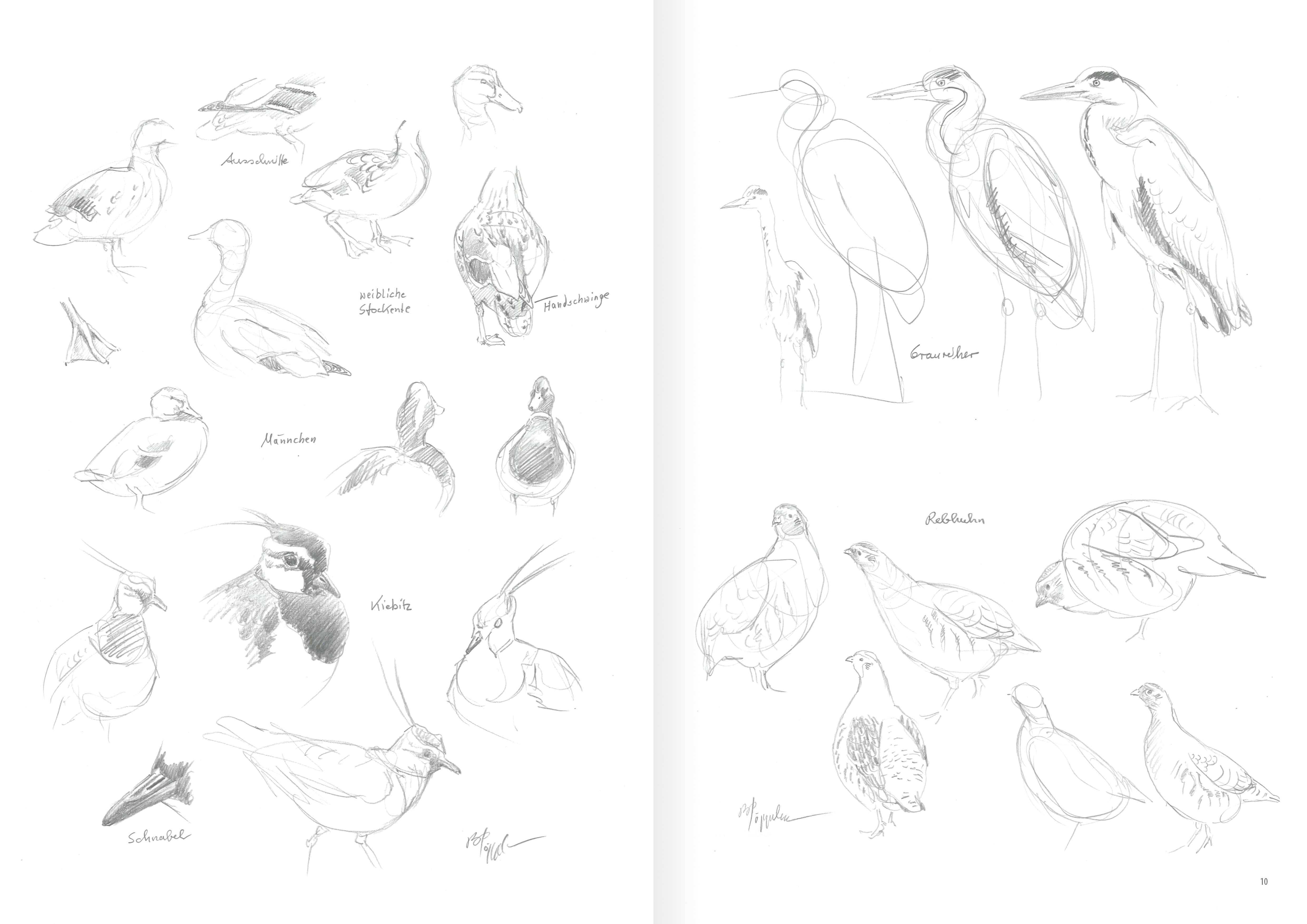 Heimische Vogelarten