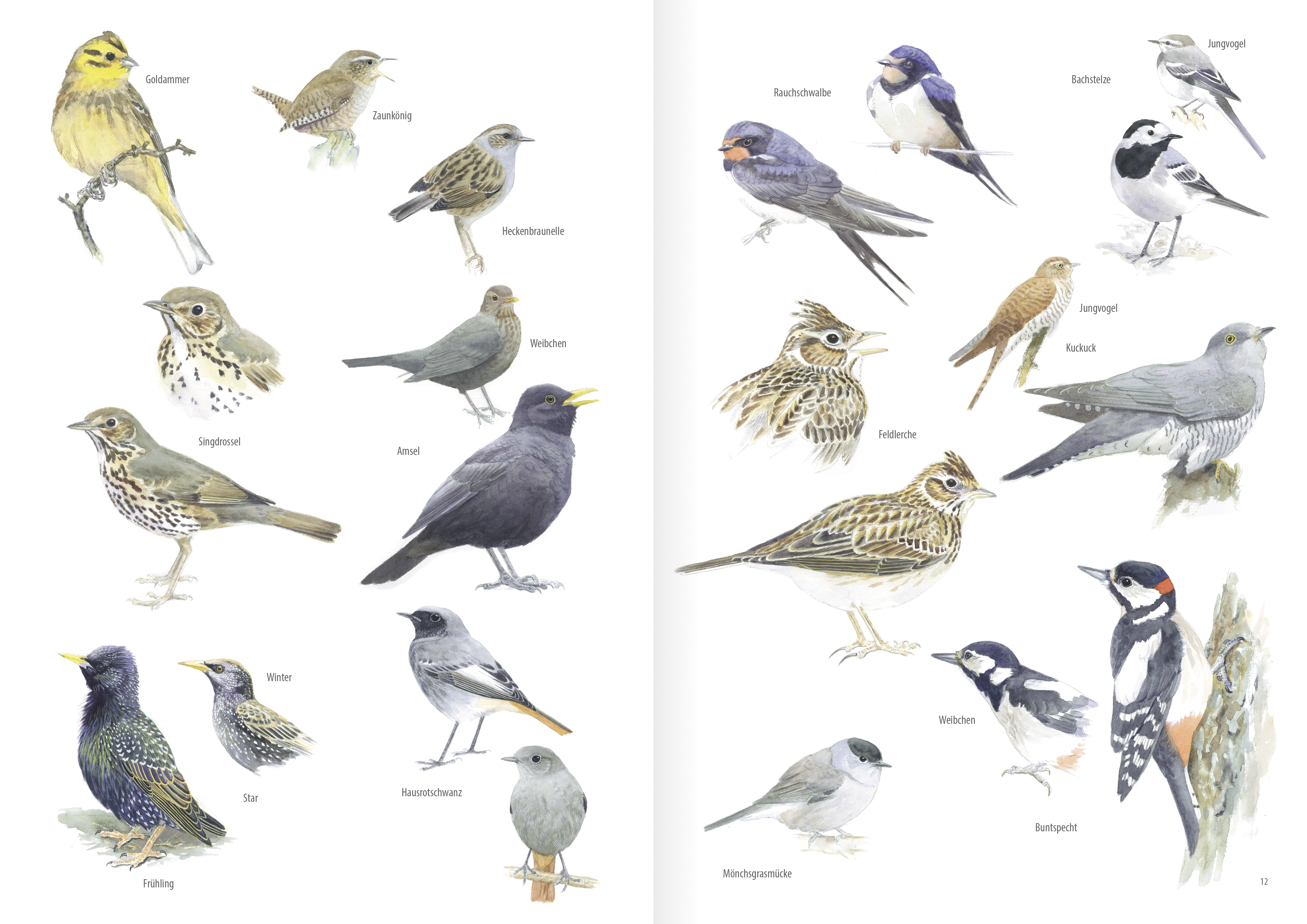 Heimische Vogelarten