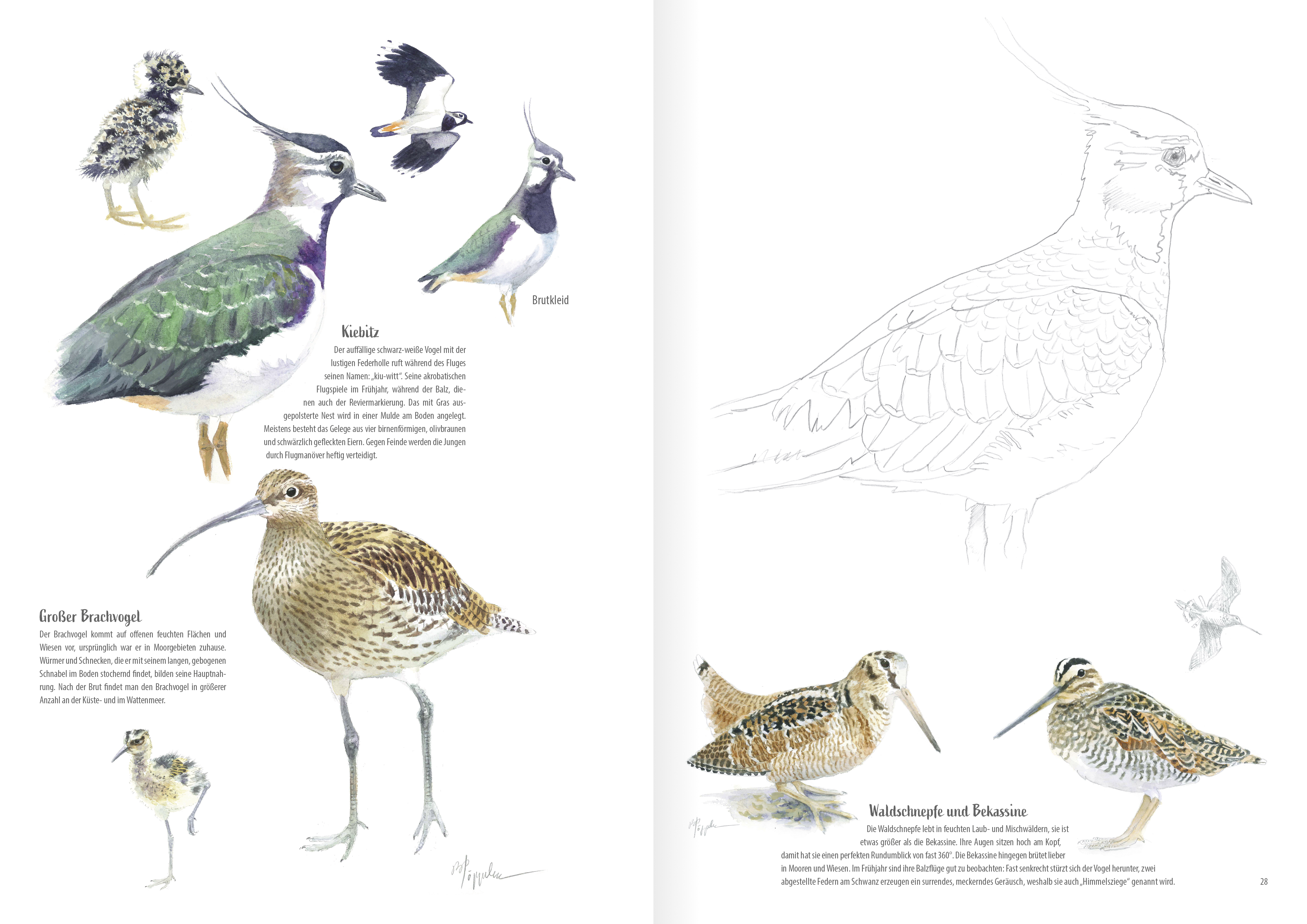 Heimische Vogelarten