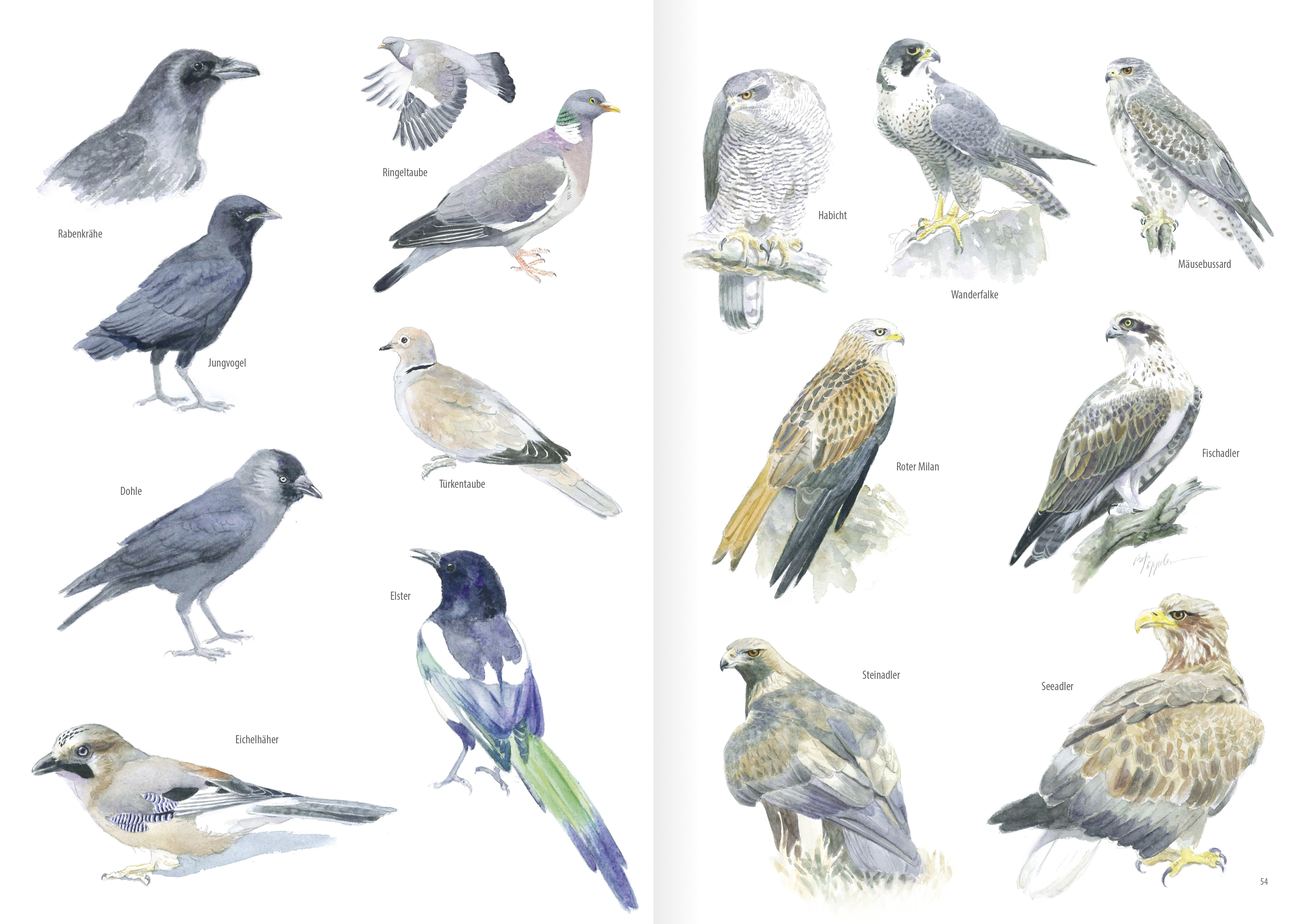 Heimische Vogelarten