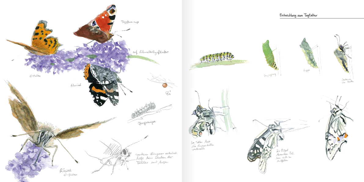 Malbuch Schmetterlinge