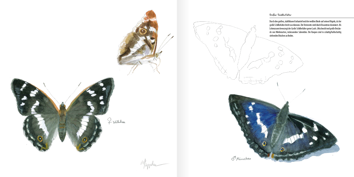 Malbuch Schmetterlinge