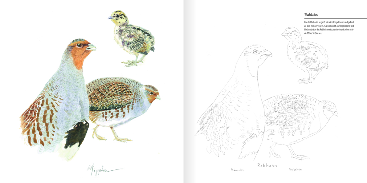 Vögel die man kennen sollte