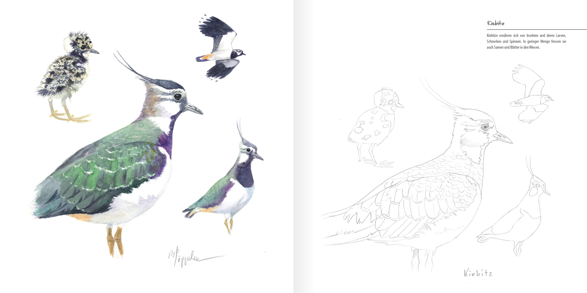 Vögel die man kennen sollte