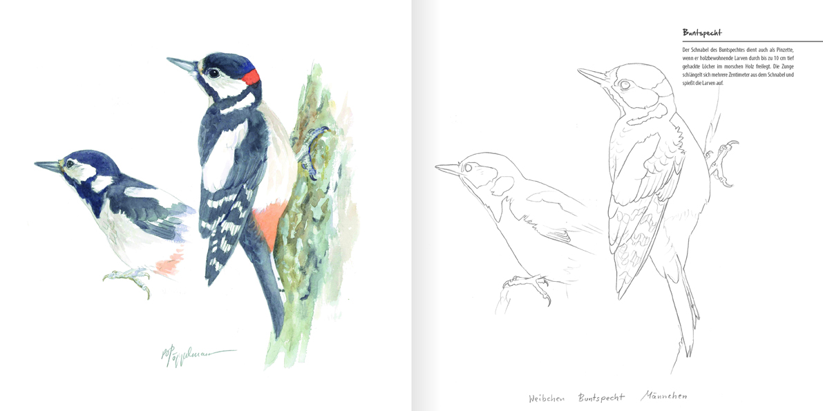 Vögel die man kennen sollte